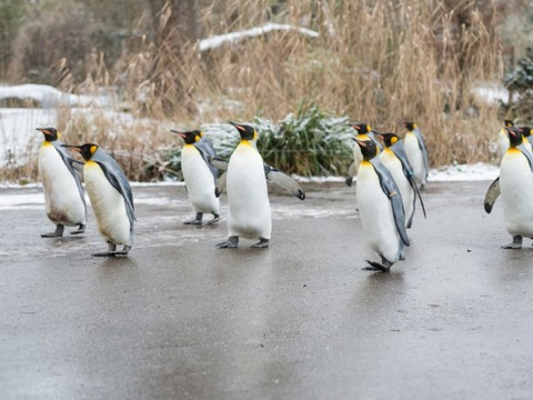 Les manchots papous et royaux du zoo de Bâle à Wuppertal (D)