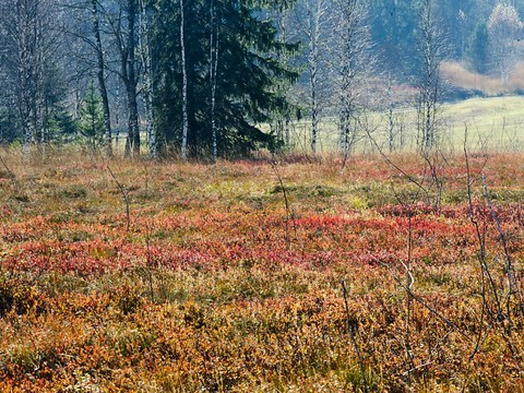 Les tourbières résistent au changement climatique
