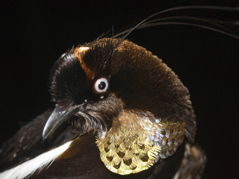 Dans la jungle de Papouasie, menace sur les oiseaux de Paradis