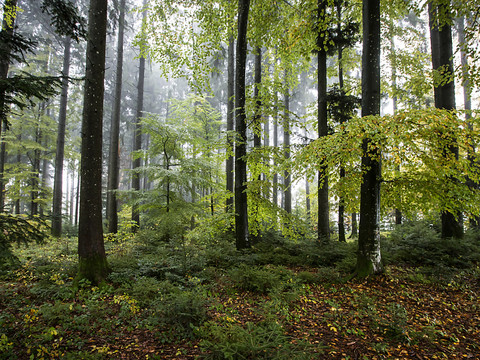 La forêt suisse en expansion depuis plusieurs années