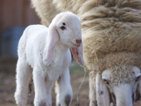Un agneau de Saas est né au parc animalier de la Garenne