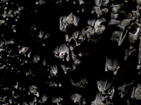 Les chauves-souris apprennent à crier avec leur colonie
