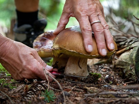 La belle poussée de champignons a mené à plus d'intoxications