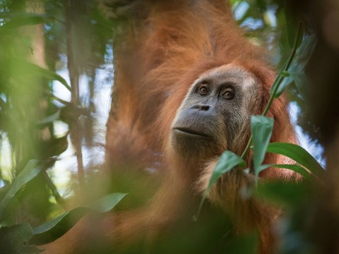 Zurich: nouvelle espèce d'orang-outan identifiée