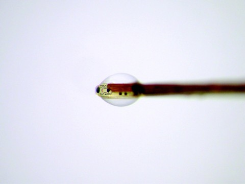 Nouvelle méthode de mesures neurochimiques du cerveau à l'EPFL