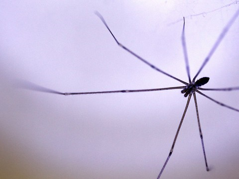 Une femme souffrant d'arachnophobie recourt à la police à Coire