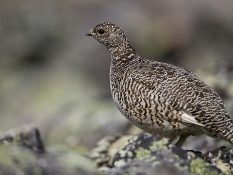 Chasse aux tétras-lyres et perdrix des neiges contestée en Valais