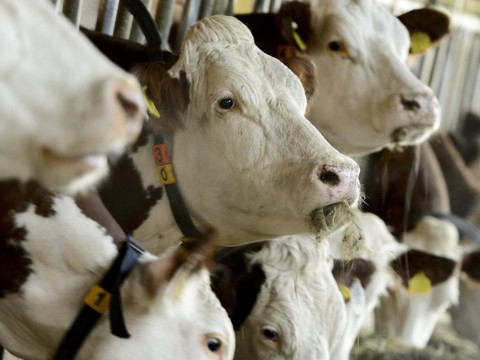 Mauvais bilan de gaz à effet de serre pour l'industrie alimentaire