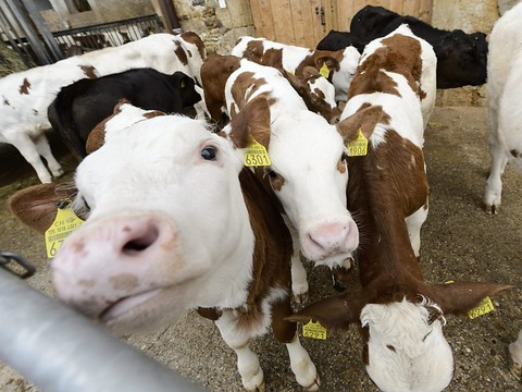 L'agriculture s'engage pour réduire le recours aux antibiotiques