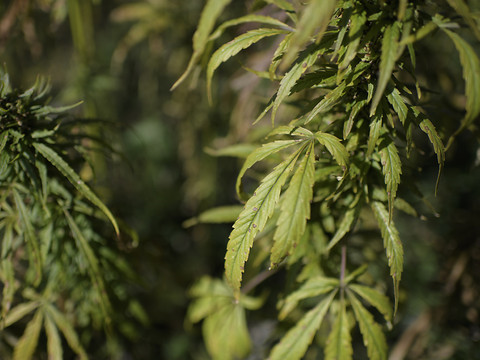 Refus d'une étude bernoise sur la consommation légale de cannabis