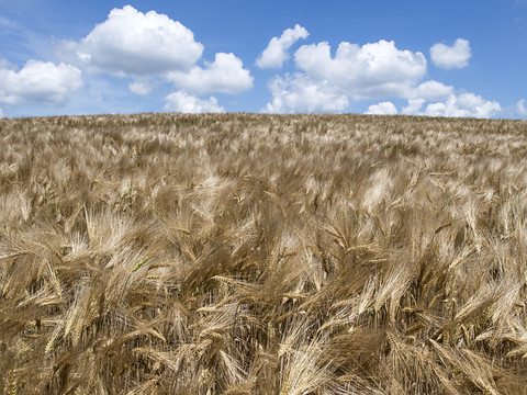Pas de garantie constitutionnelle sur la souveraineté alimentaire