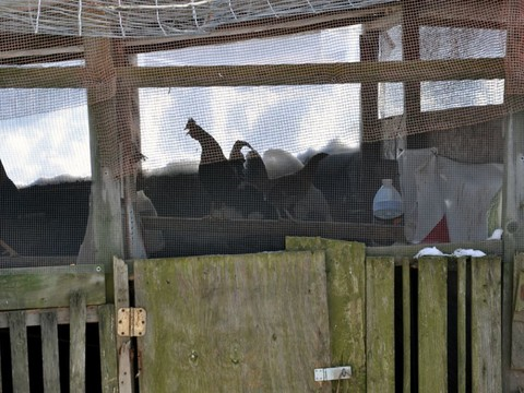 Plus de 200 cas d'animaux mal protégés repérés en une année