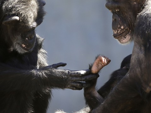 Chimpanzés capables d'évaluer un danger et de s'avertir