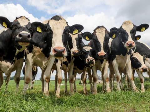 Chénens (FR): huit génisses tuées par un train des CFF