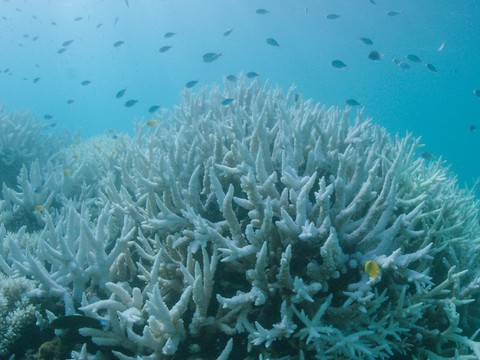 La Grande barrière de corail sauvée par des transplantations