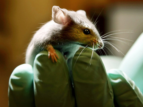 Avec le changement climatique, la souris mute et remonte au nord