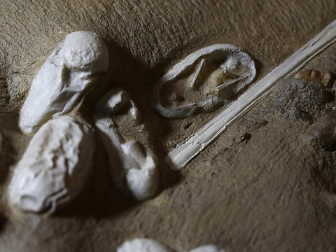 Des centaines d'oeufs fossilisés révèlent les secrets du ptérosaure