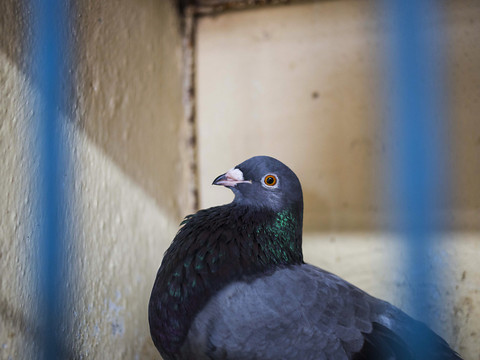 Les pigeons capables de distinguer des concepts abstraits