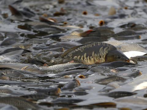 La baisse de la production de poisson issue de la pêche se poursuit