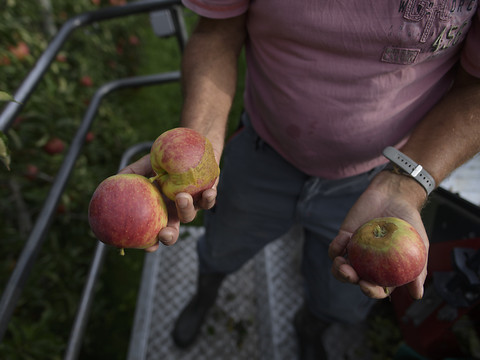 Récolte des pommes 35% plus basse qu'en 2016