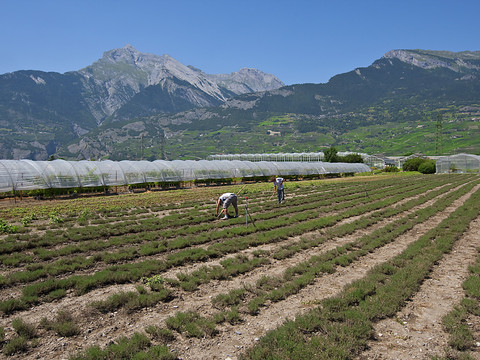 Le Valais investit dans la recherche agronomique
