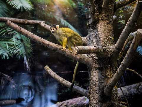 Nouvel espace pour les singes du zoo de Servion (VD)