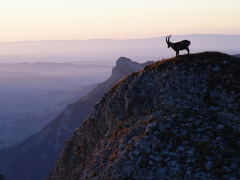 Federer et les montagnes ont influencé l'image du pays en 2017