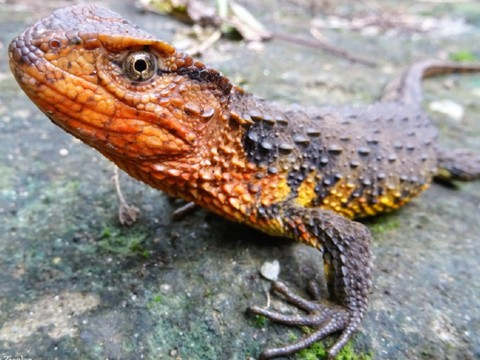Nouvelles espèces: crocodile lézard et tortue mangeuse d'escargot