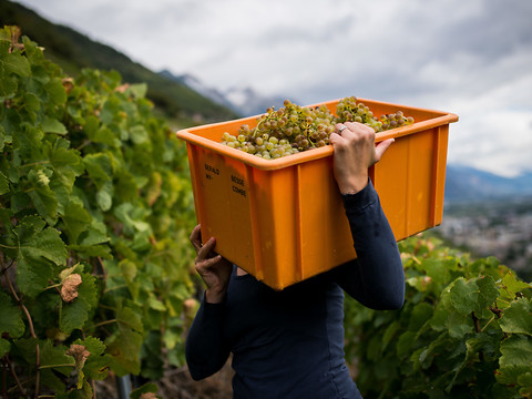 Les vendanges les plus faibles depuis 1966 en Valais