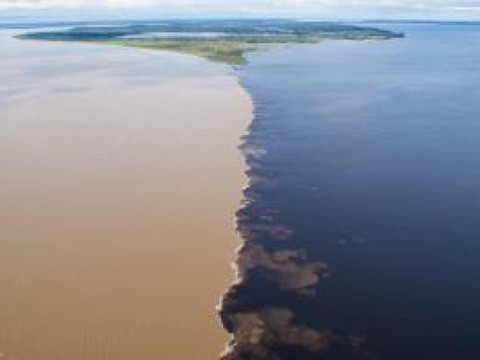 UNIGE: la diversité génétique à l'exemple de la sardine amazonienne