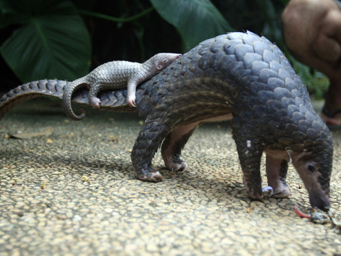 Des milliers de pangolins décimés chaque année en Indonésie