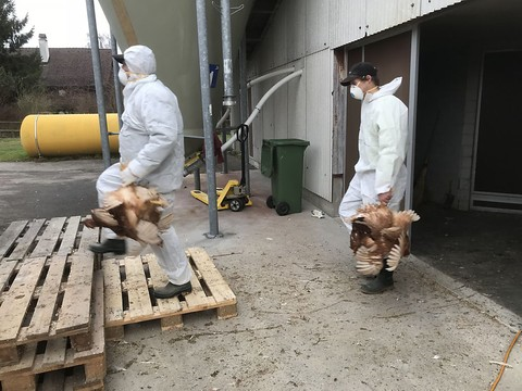 8000 poules tuées en Thurgovie à cause de l'ILT