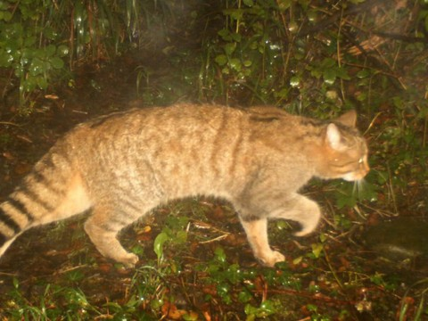 Le chat sylvestre est de retour sur le territoire genevois
