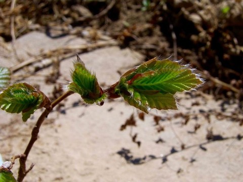 Apparition des bourgeons toujours plus précoce dans les Alpes