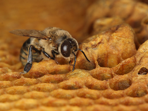 Les espèces animales et végétales toujours plus menacées, selon le WWF