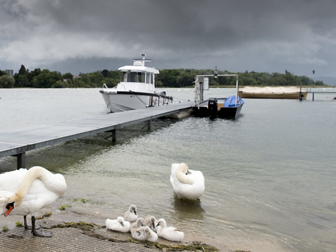 Un cygne infecté par la grippe aviaire sur le lac de Bienne
