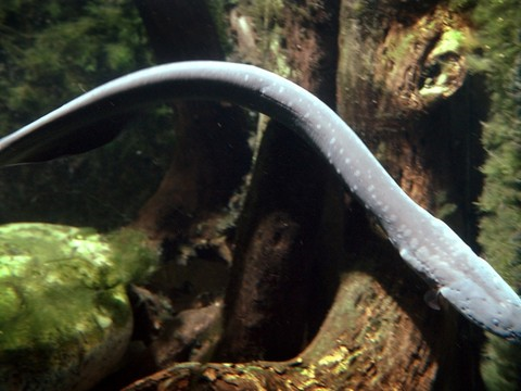 L'anguille, en détresse, désignée poisson de l'année 2018