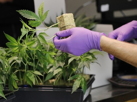 Le cannabis légal devrait générer 40 milliards de dollars en 2021