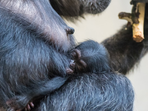 Naissance d'une petite femelle chimpanzé au zoo de Bâle