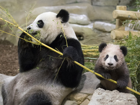 Première sortie publique du bébé panda né en France