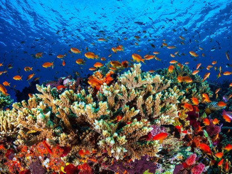 Le défi de l'Australie aux chercheurs: sauver la Grande Barrière