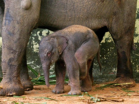 Naissance d'un éléphanteau de Sumatra dans une forêt protégée