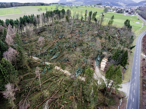 Environ 1,3 million de m3 de bois ont été couchés par Burglind