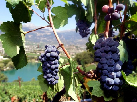 Fraudes supposées dans le commerce des vins AOC valaisans