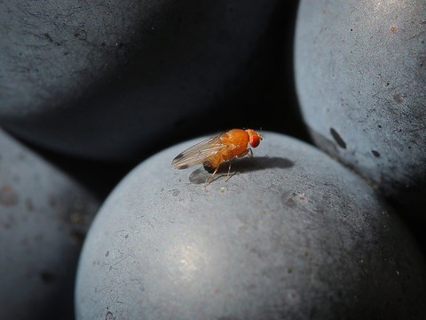 Une guêpe japonaise pour lutter contre la mouche suzukii