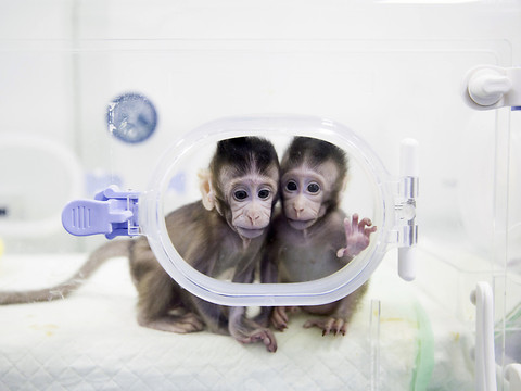 Naissance des premiers primates clonés avec la technique de Dolly