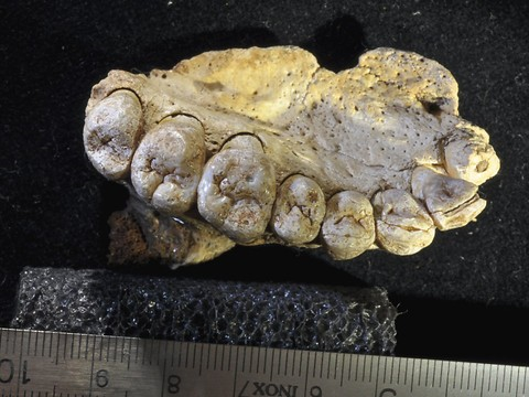 Découverte des plus anciens restes d'Homo sapiens, hors d'Afrique