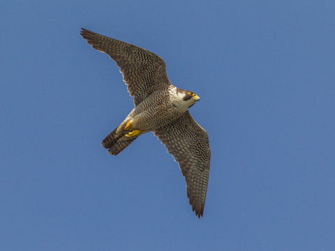 Le faucon pèlerin déclaré oiseau de l'année 2018