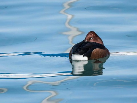 Des fuligules nyroca ont trouvé leurs aises dans la rade de Genève