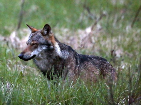 Loup abattu par erreur dans la vallée de Conches (VS)